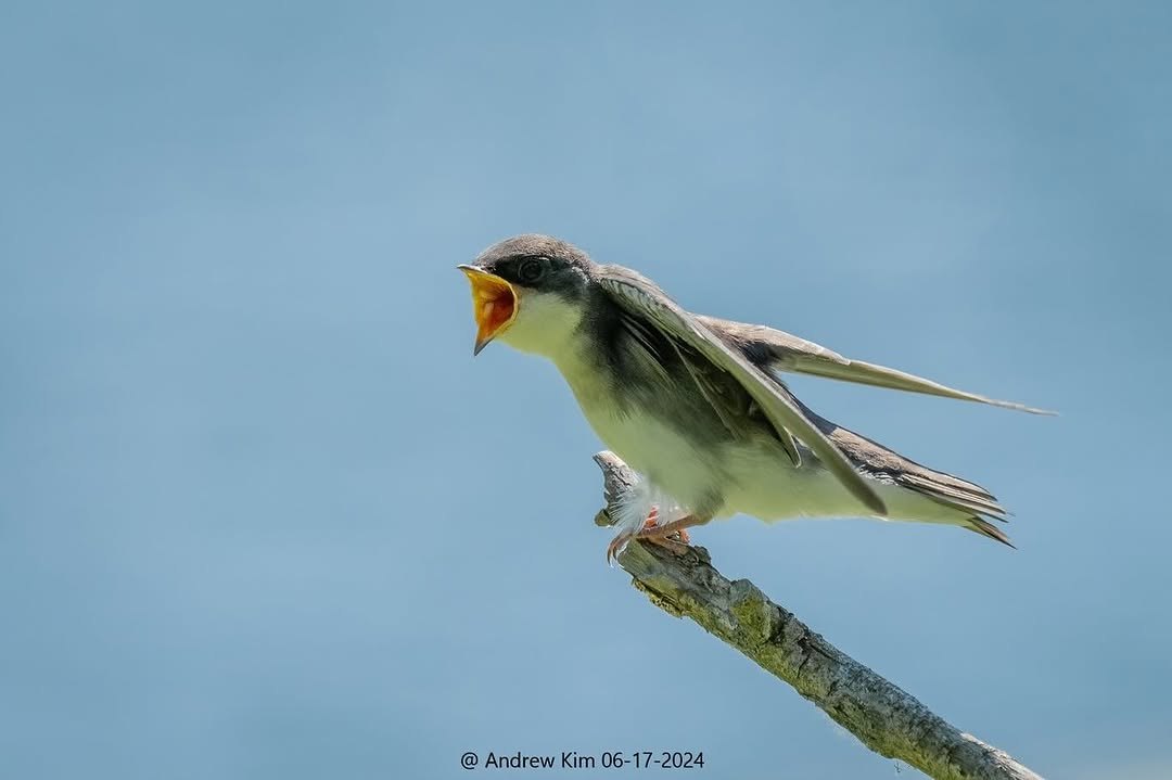 Small bird calling from the tip of a bare branch