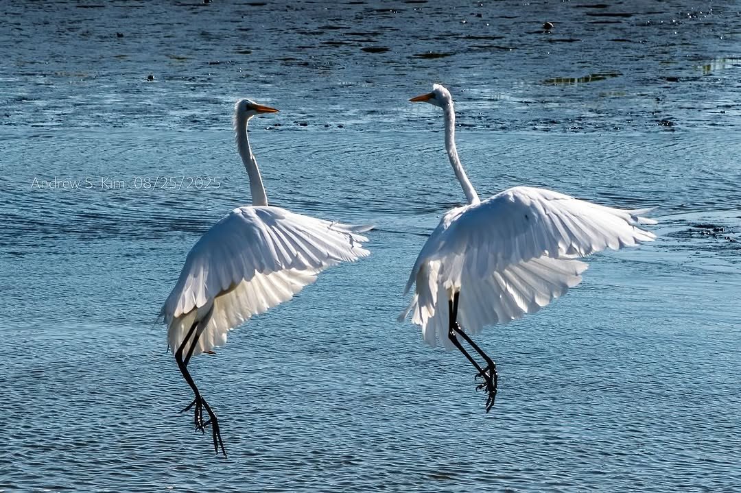 Two white egrets landing together on the water with wings spread