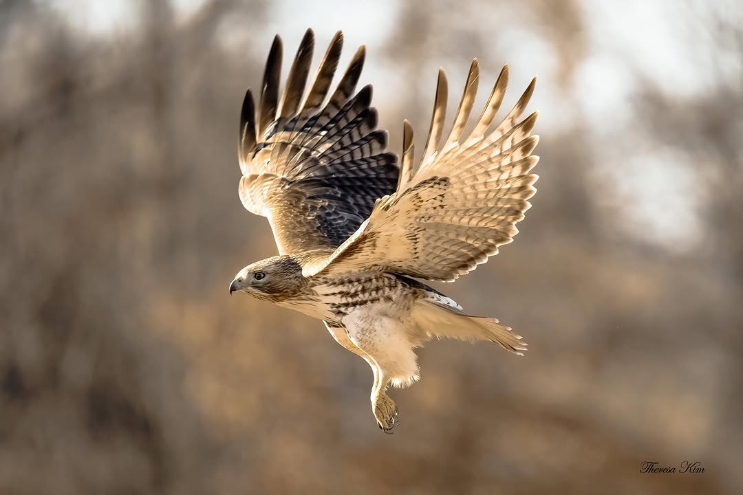Hawk gliding between bare branches with wings fanned