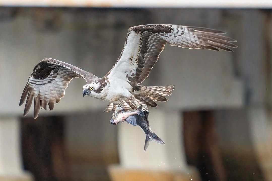 Raptor flying low with a fish gripped in its talons