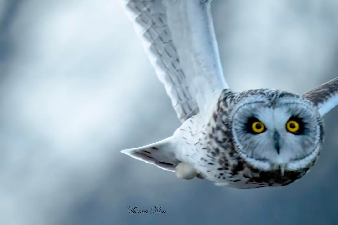 Owl in flight looking straight into the camera with yellow eyes