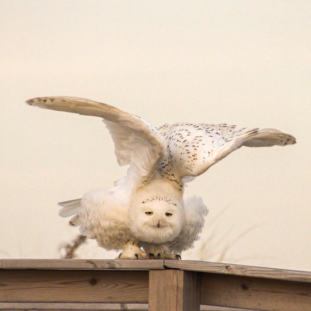 Snowy owl landing on a wooden rail with wings raised
